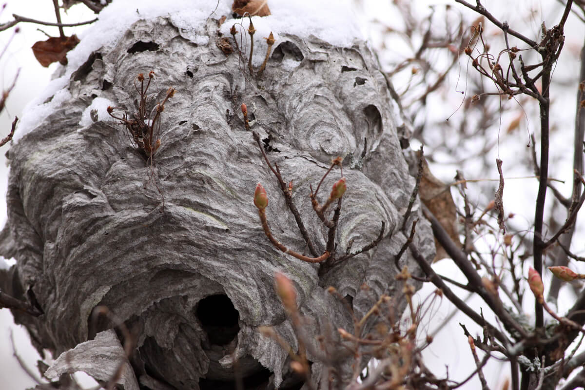 Un nid de guêpes 