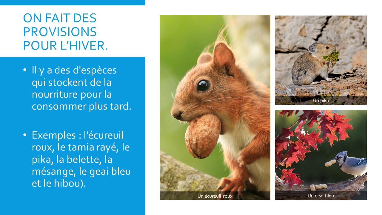 Un écureuil roux. Un pika. Un geai bleu.