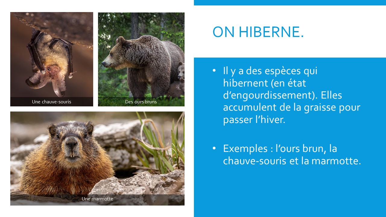 Une chauve-souris. Des ours bruns. Une marmotte.