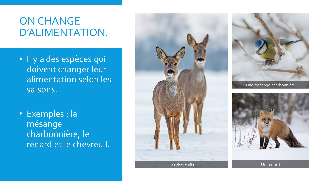 Des chevreuils. Une mésange charbonnière. Un renard