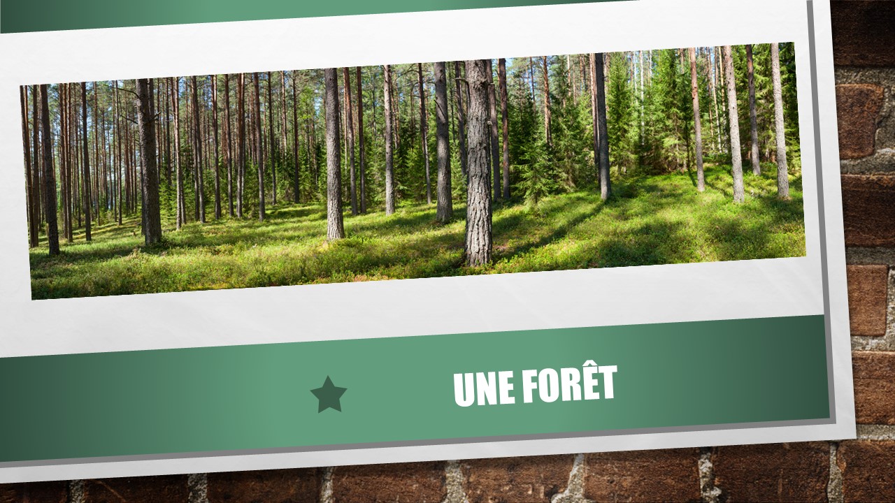 Photo d’une forêt. 