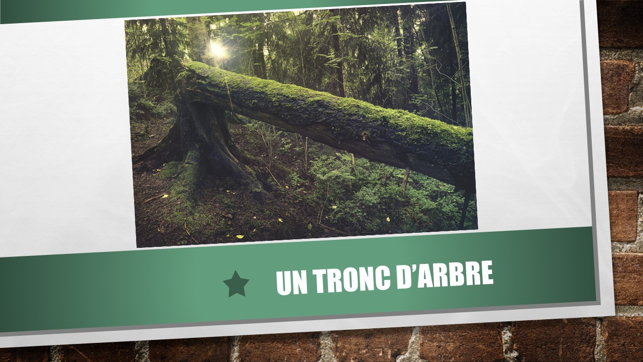 Photo d’un tronc d’arbre tombé au sol recouvert de mousse. 