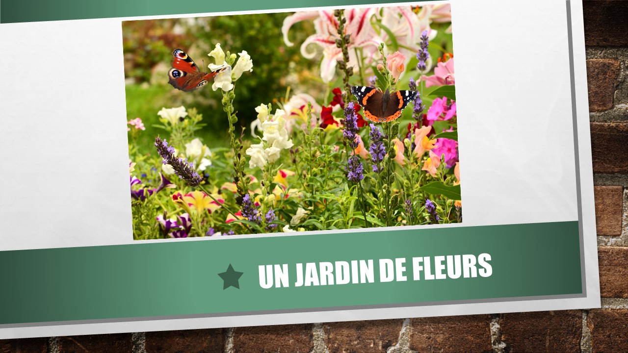 Photo montrant des fleurs et des papillons qui butinent. 