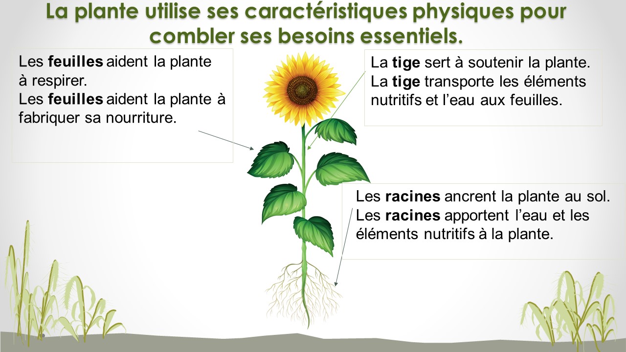 Illustration d’un tournesol. On voit la fleur jaune, la tige, les feuilles et les racines. 