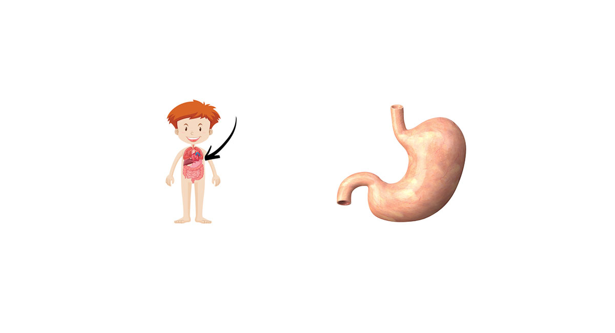 À gauche : Illustration d’un garçon. On peut voir le système digestif, dont l’estomac qui est situé au milieu du corps. À droite : Un estomac 