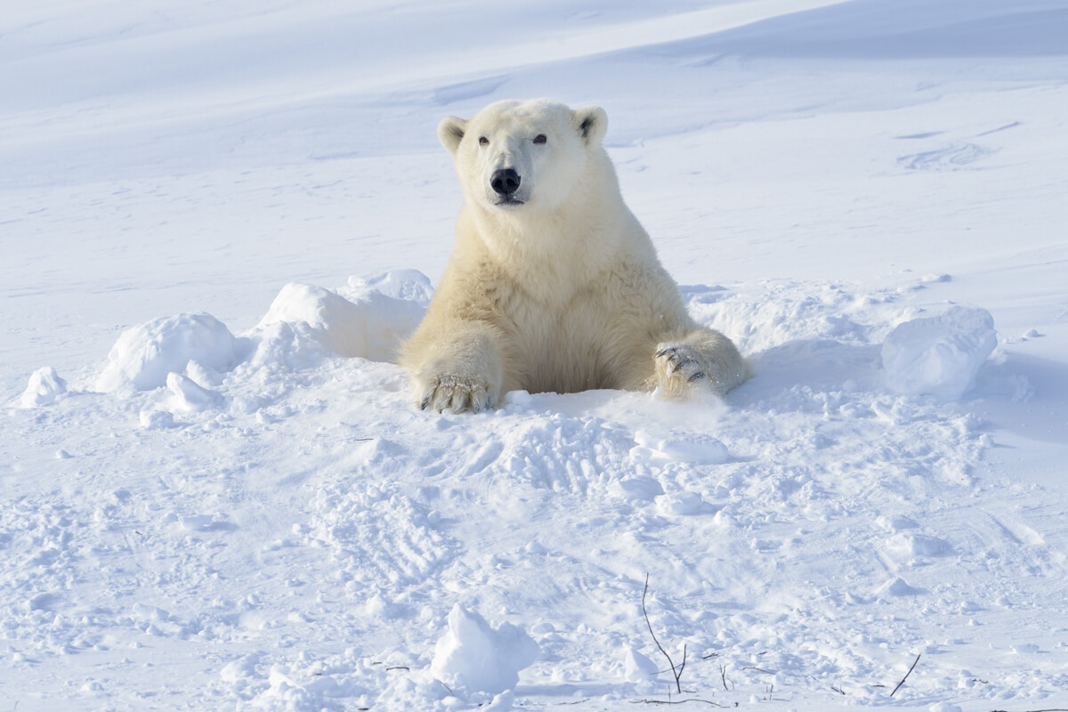 Un ours polaire qui sort de sa tanière.