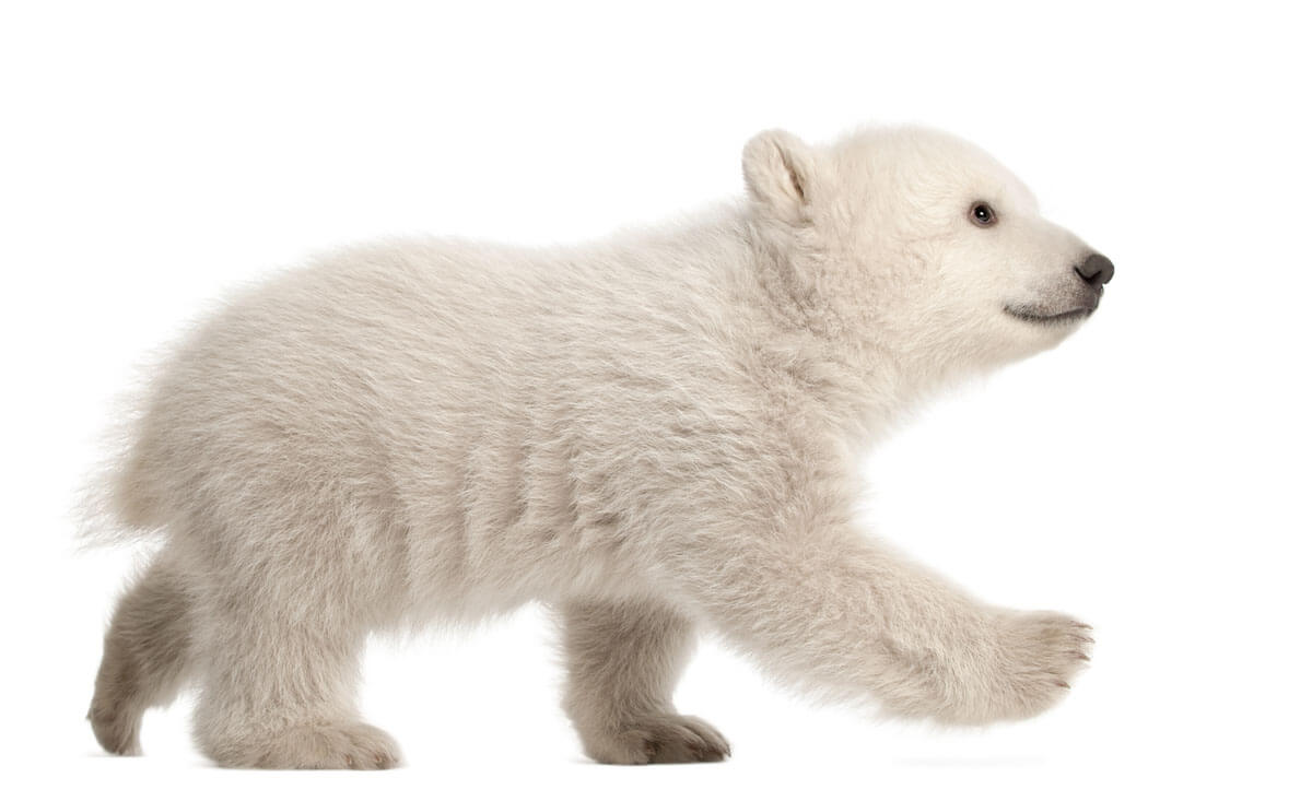 Un ourson blanc.
