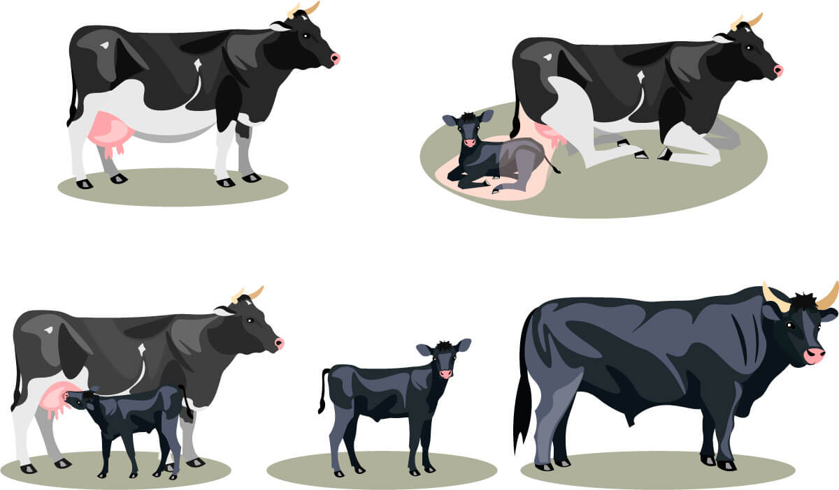 Le cycle de vie de la vache. 