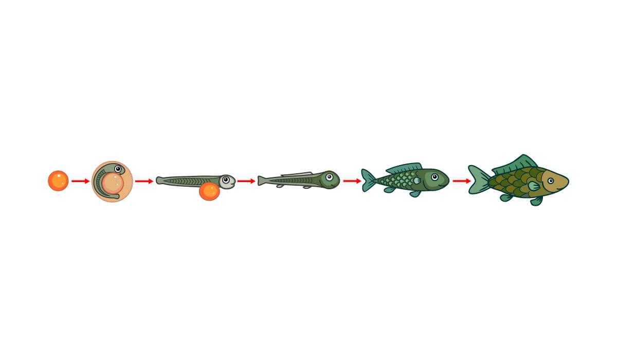 Le cycle de vie du poisson. 