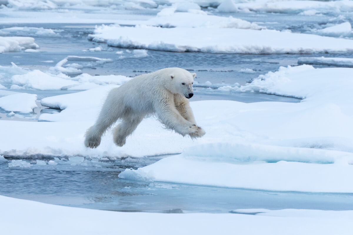 Un ours polaire qui saute.