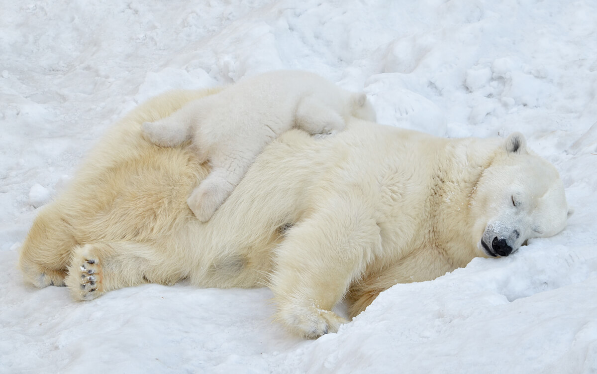 Un ours polaire et un ourson blanc dorment.