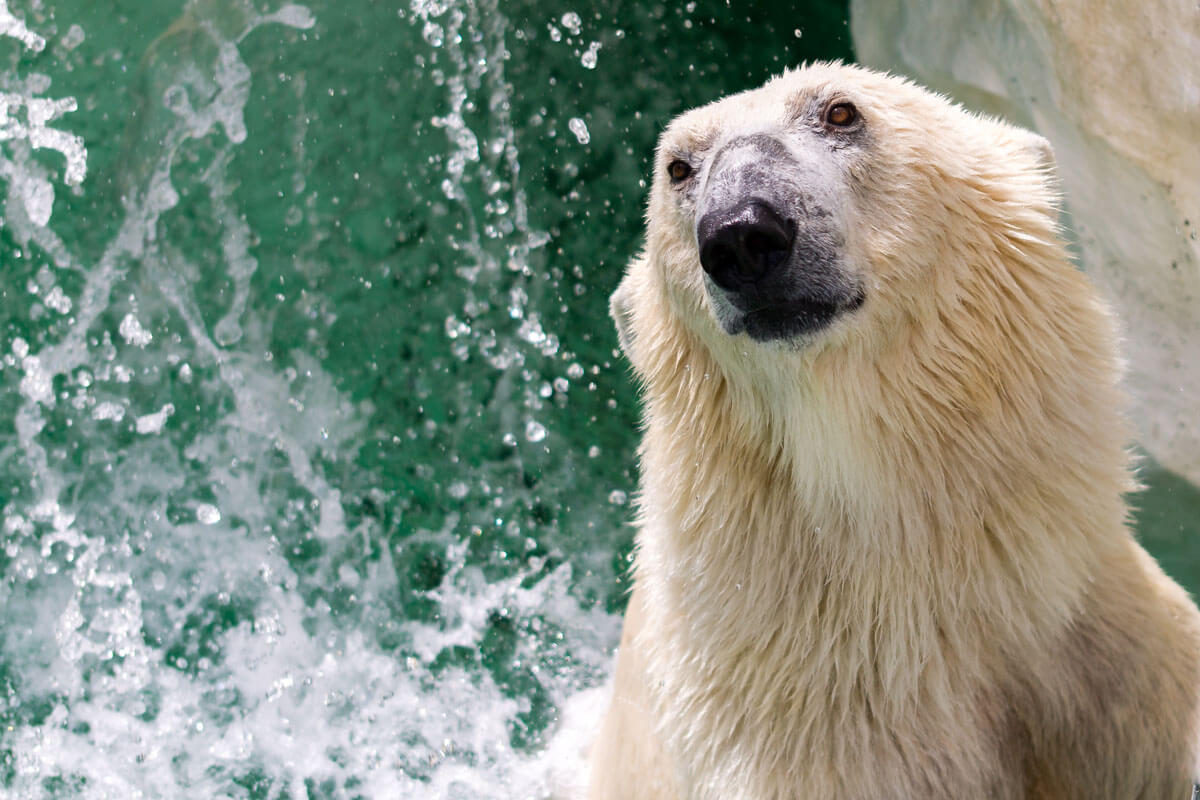 Un ours polaire.