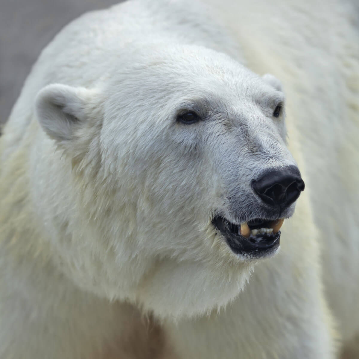 Un ours polaire.