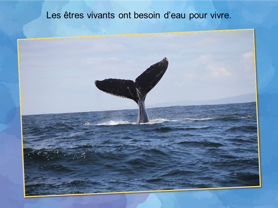 Une baleine plonge dans l’océan. 