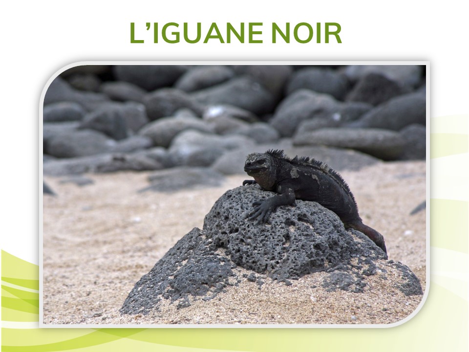 Un iguane noir. 