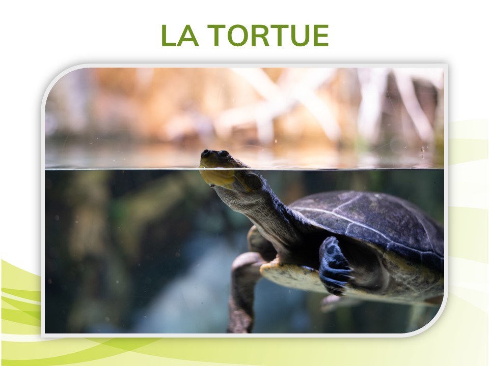 Une tortue dans l’eau. 