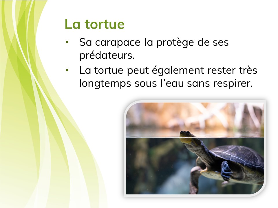 Une tortue dans l’eau. 