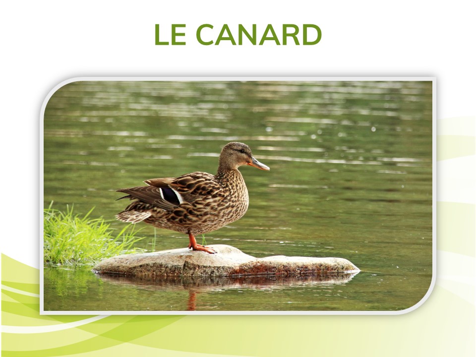 Un canard. 