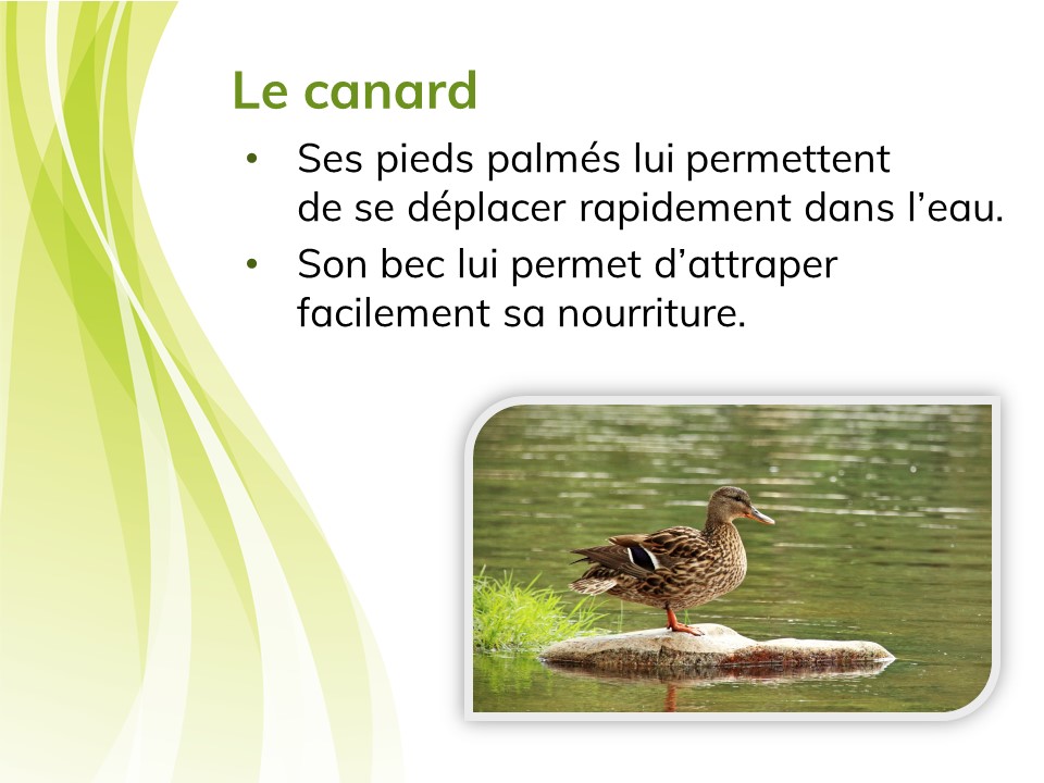 Un canard.