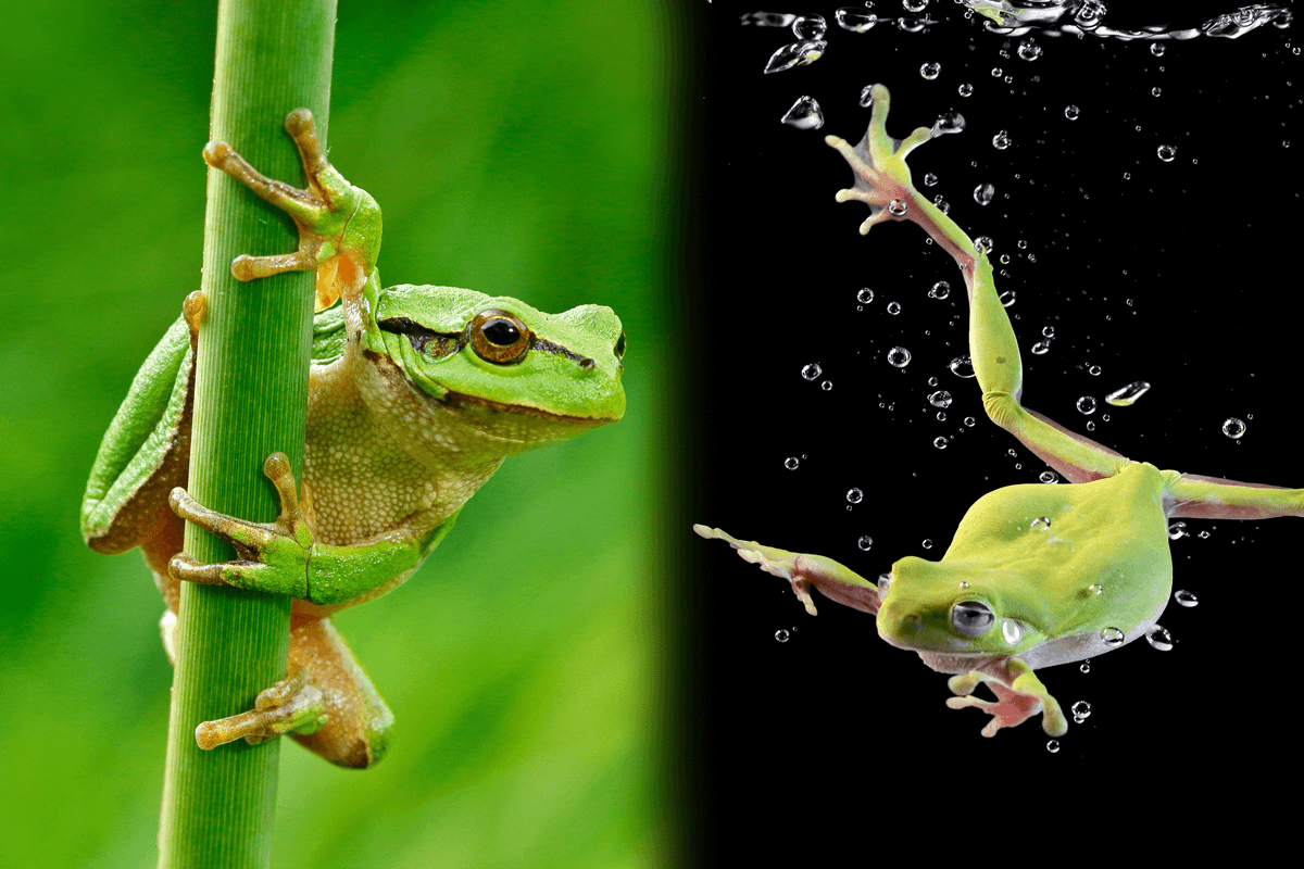 Deux grenouilles. 