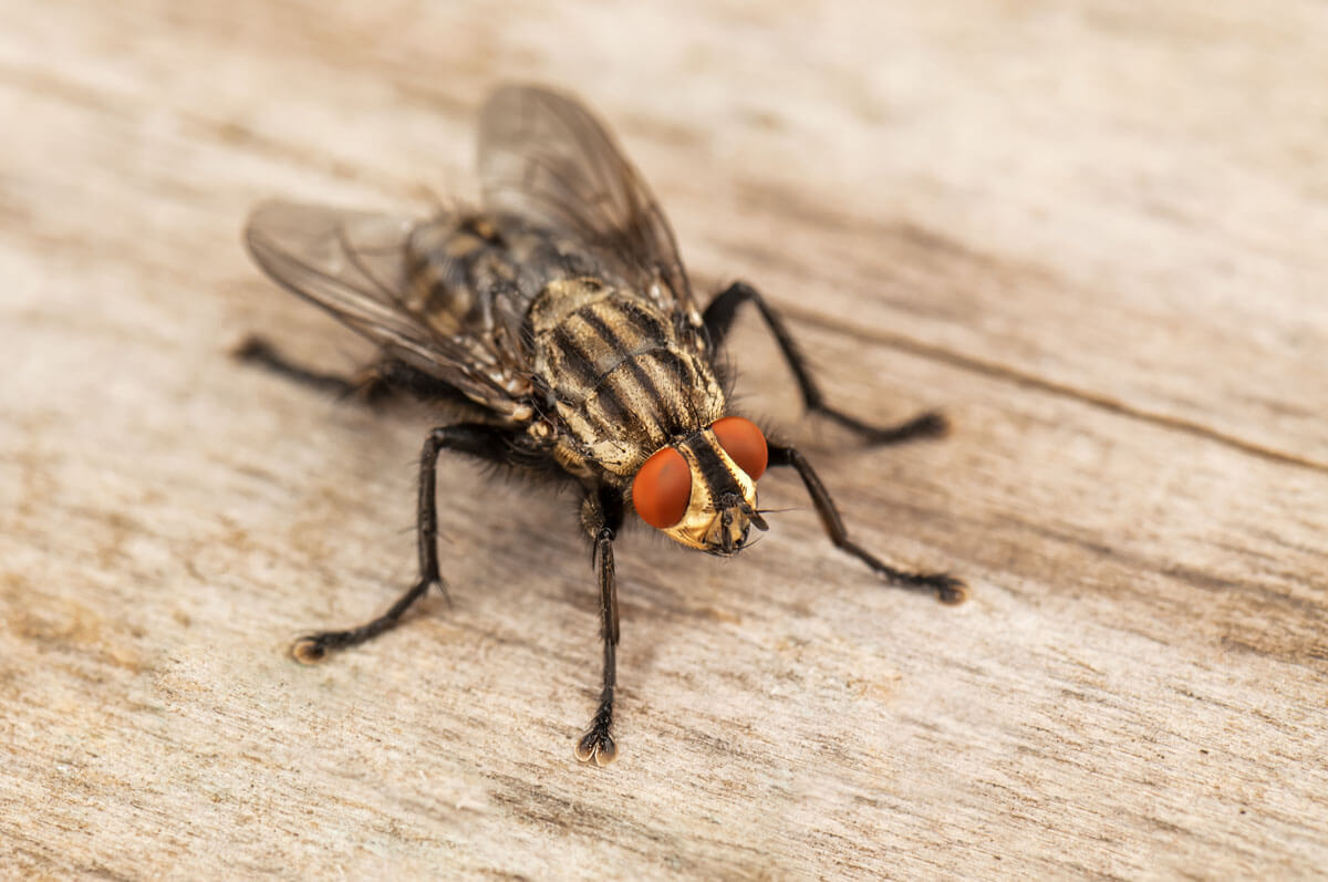 Une mouche. 