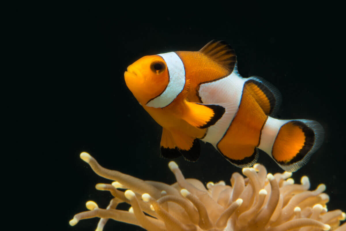 Un poisson-clown.