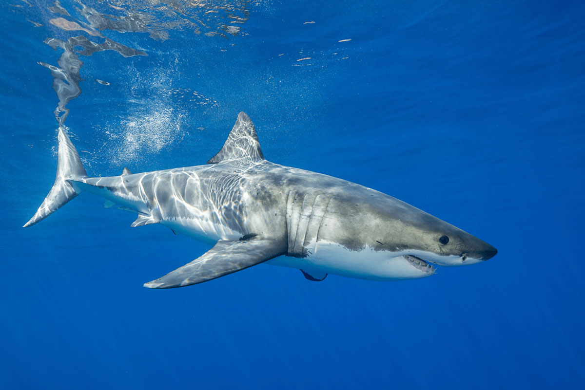 Un requin.