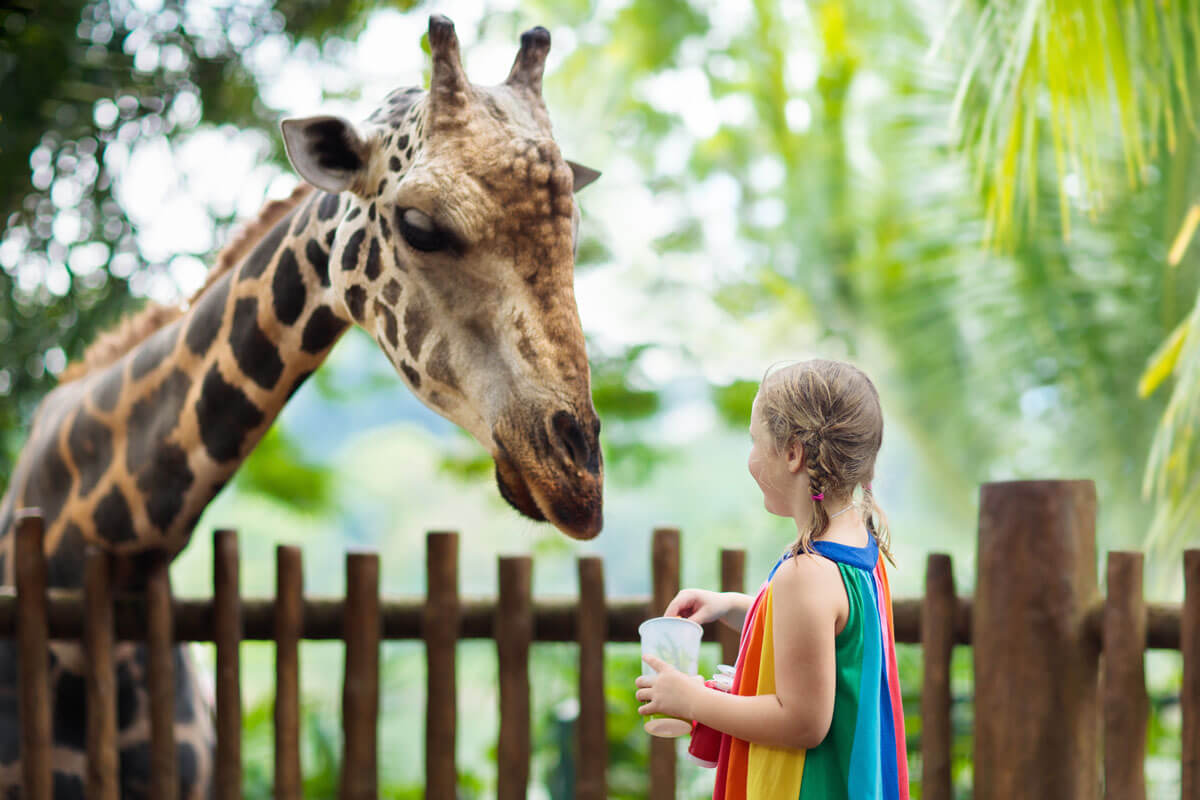 Une enfant qui nourrit une girafe. 
