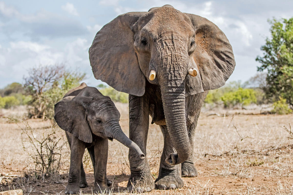 Des éléphants. 