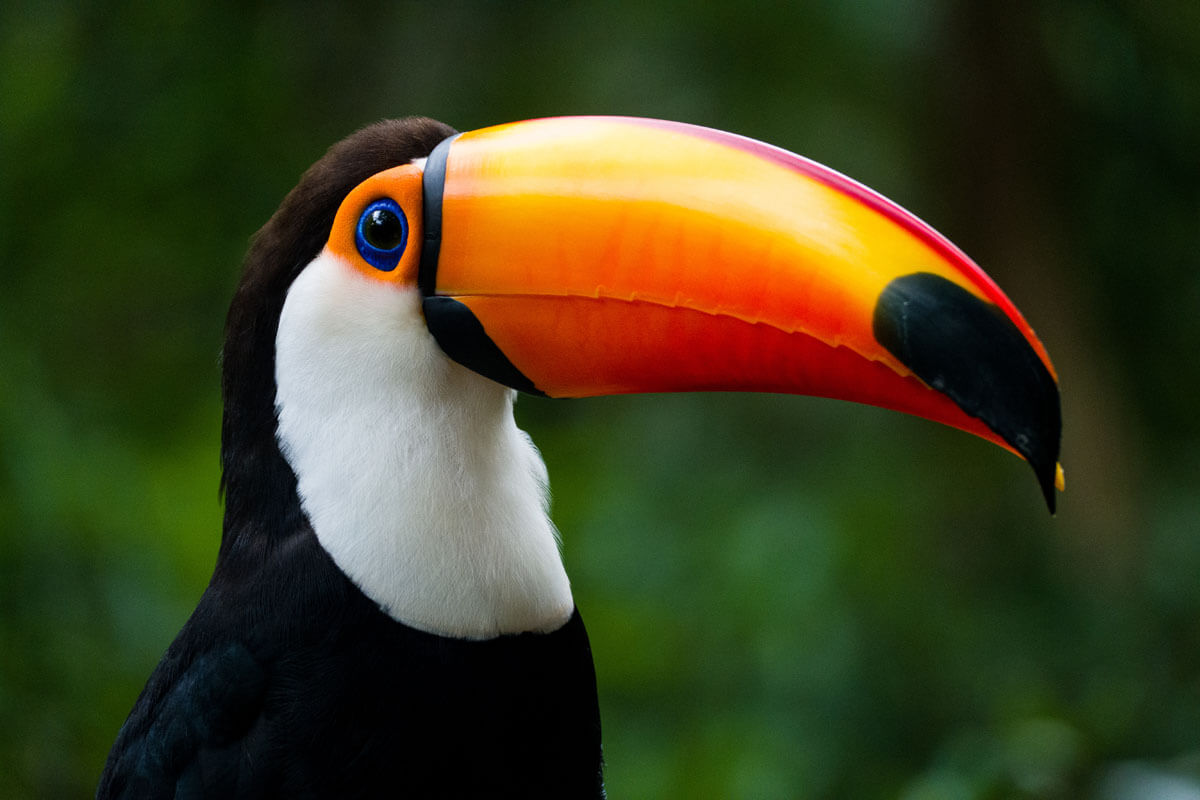 Un toucan. 