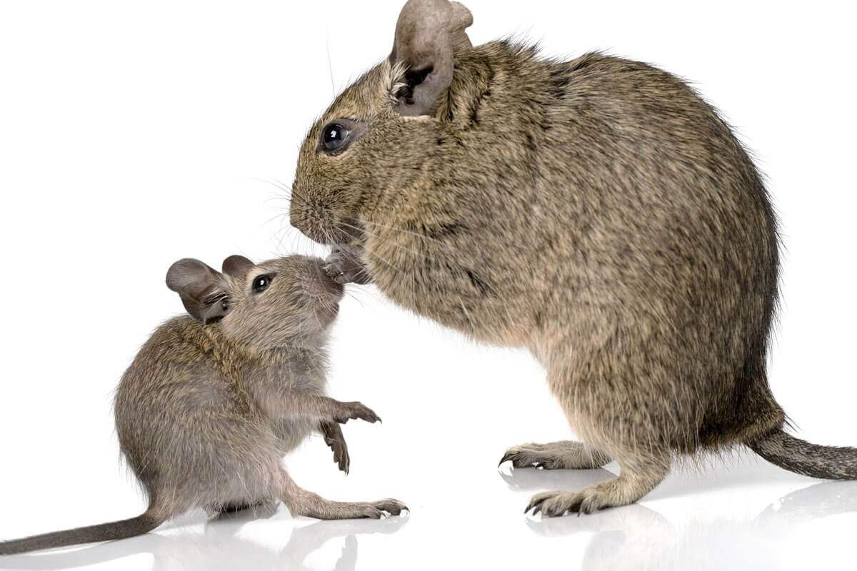 Deux souris. 