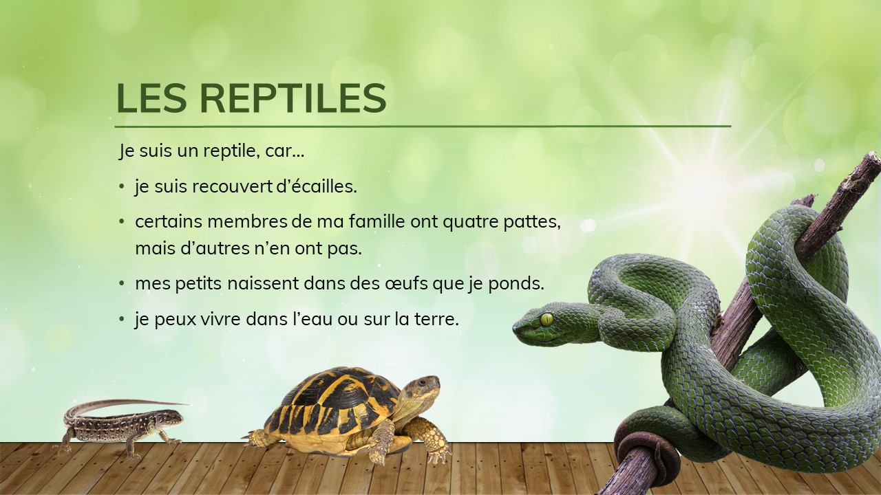 Un lézard, une tortue et un serpent. 