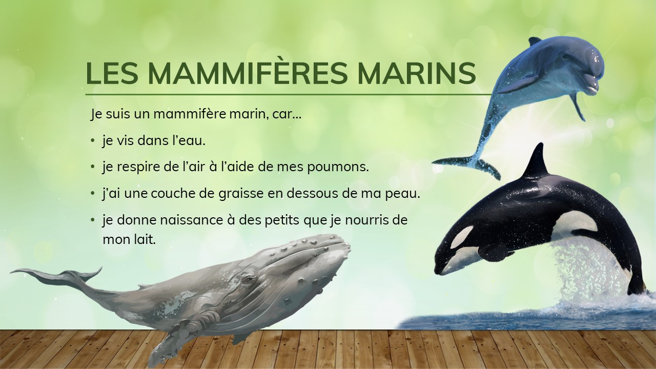 Une baleine, un dauphin et une orque. 