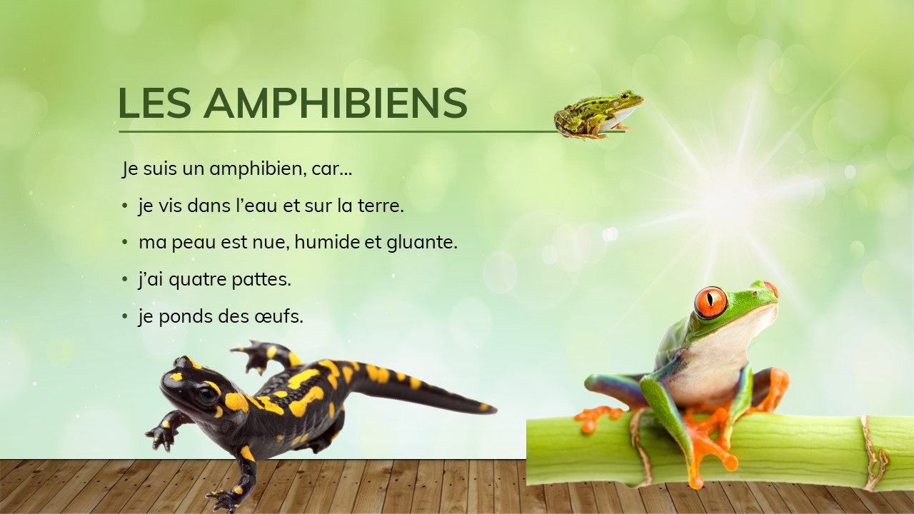 Deux grenouilles et une salamandre.