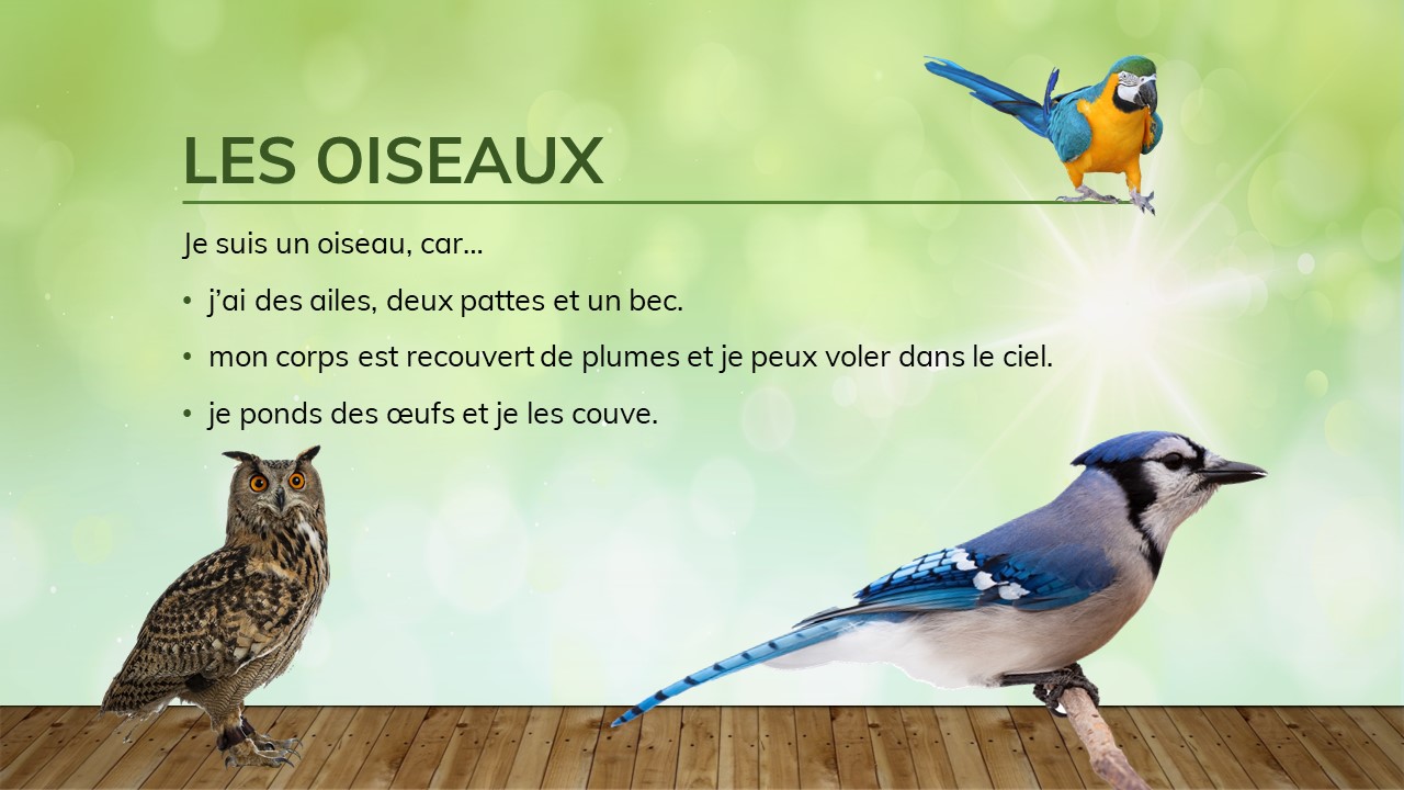 Un perroquet, un hibou et un geai bleu. 