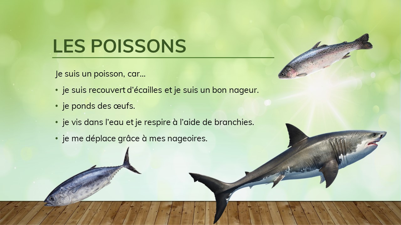 Deux poissons et un requin. 