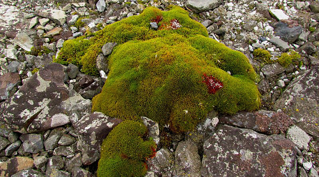 De la mousse poussant sur des roches. 