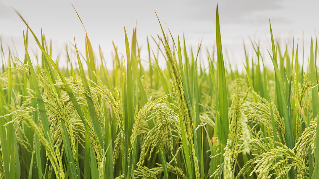 Une plantation de riz 