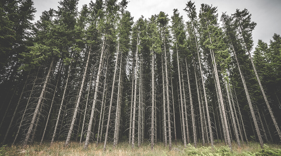 Une forêt de pins