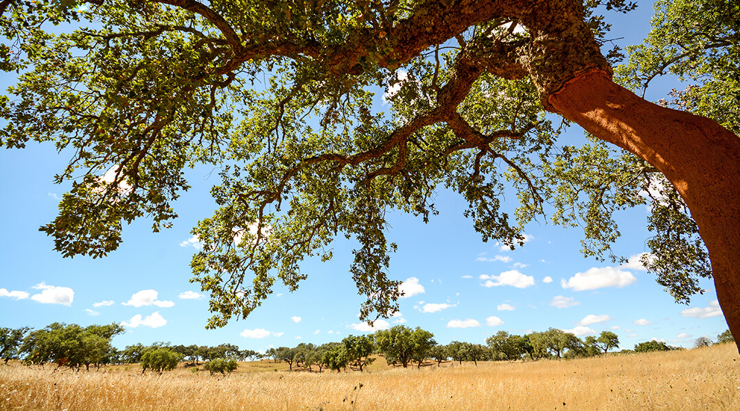 Un champ de chênes-lièges 