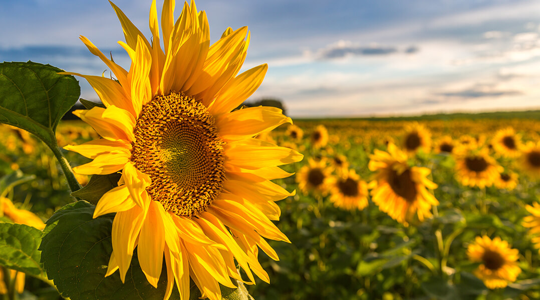 Un champ de tournesols 