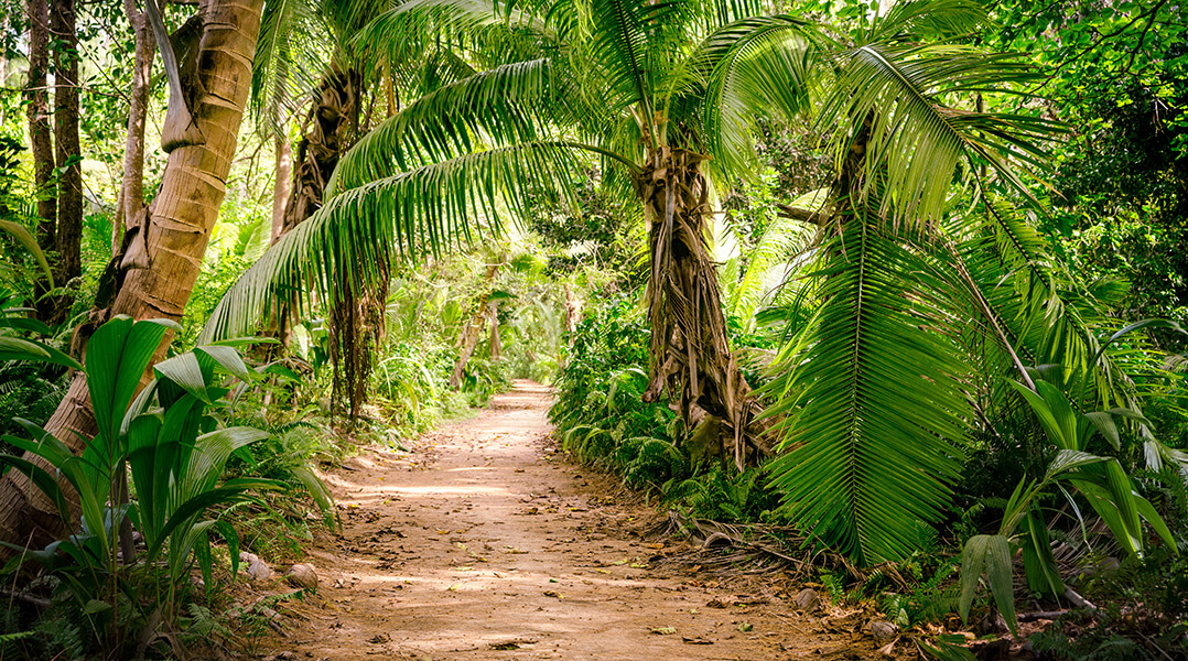 Une forêt avec des cocotiers 