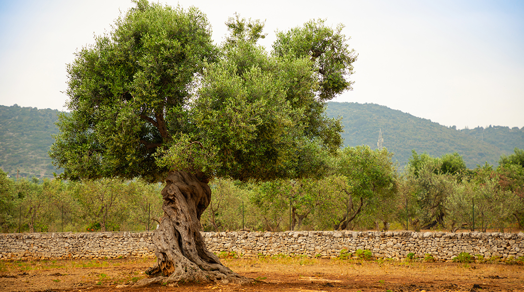 Un olivier au premier plan et des arbres et des collines au second plan 