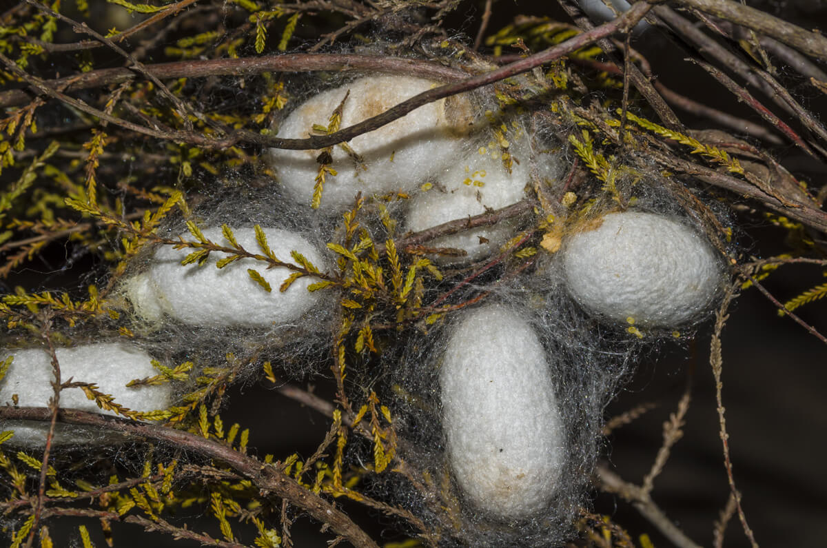 Des cocons dans des branchages 