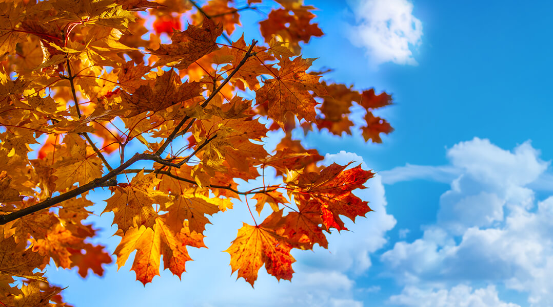 Gros plan sur un érable dont les feuilles sont rouges et orangées avec ciel bleu en arrière-plan