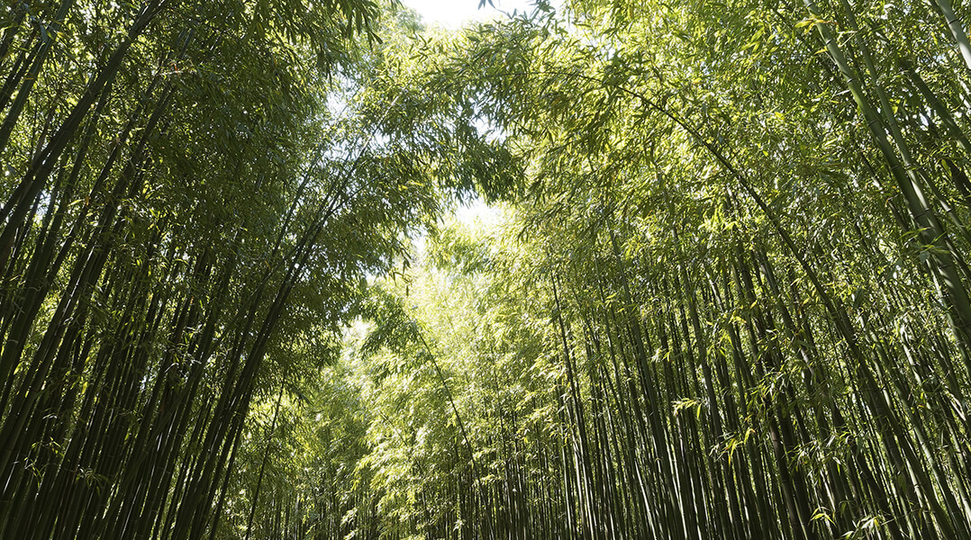 Une forêt de bambous 