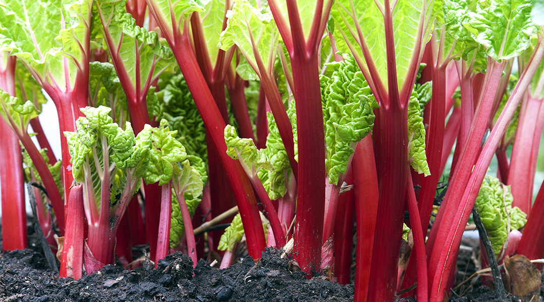 Un champ de rhubarbes 