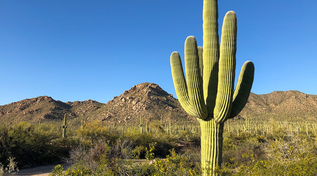 Des cactus dans le désert  