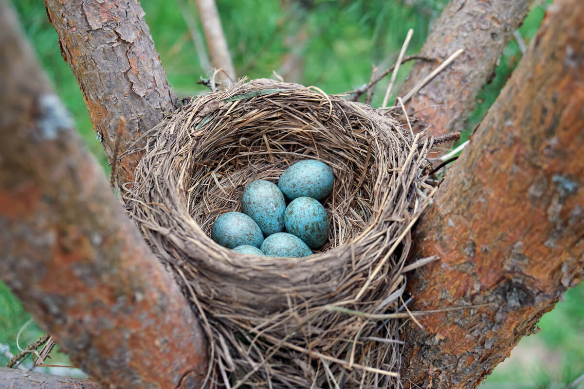 Des œufs dans un nid d’oiseau 