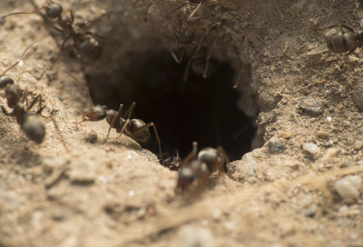 Des fourmis sortant de leur fourmilière.